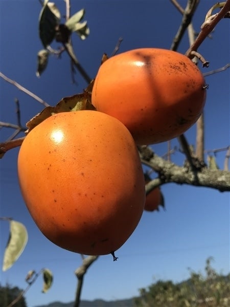 【30箱限定】伊自良連柿  Mサイズ×30個