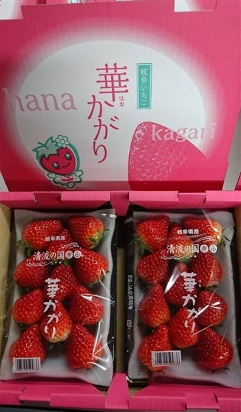 産地直送 通販 お取り寄せぎふの苺 華かがり 平箱 8 12粒 2パック入 1箱 ｊａぎふ 清流ぎふの恵み ｊａタウン