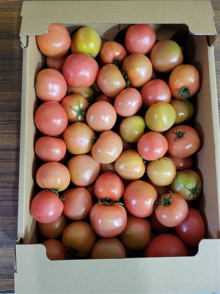 《ご家庭用》本巣市産トマト 小玉バラ6s入り 1箱