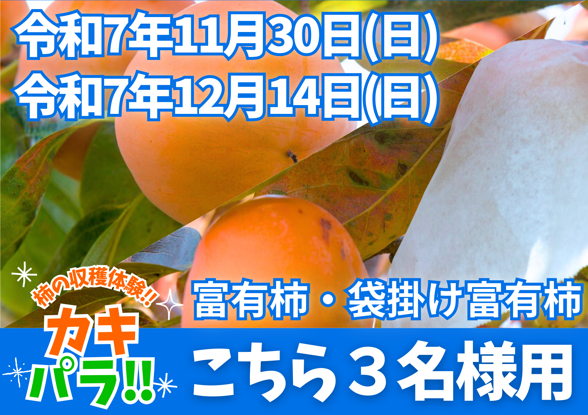 糸貫ブランド柿狩り「カキパラ!」 チケット両日参加3名用 11月30日(日)/12月14日(日)午前9時~午後3時のご希望のお時間に参加いただけます。