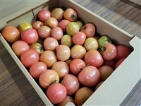 �s���ƒ�p�t�{���s�Y�g�}�g�@���ʃo��6�s����@1��