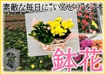 【鉢花】 季節の寄せかご　2種（ベゴニア・季節の植物）