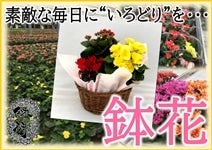 【鉢花】 季節の寄せかご　3種（ベゴニア・季節の植物2種）