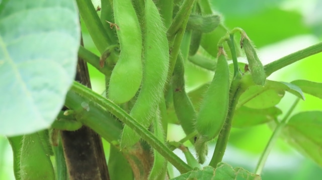 岐阜県郡上市産「茶豆風味の枝豆」 180g×6袋: ぎふ～JAめぐみの