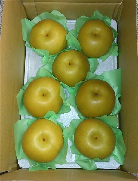 美濃加茂市山之上の梨「豊水」約3kg（5～9玉入）数量限定: ぎふ