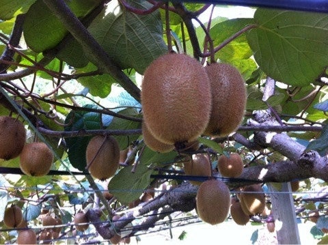 【ご家庭用】岐阜県関市産ほらどキウイフルーツ 約1.2kg(Lサイズ5玉入×2袋)