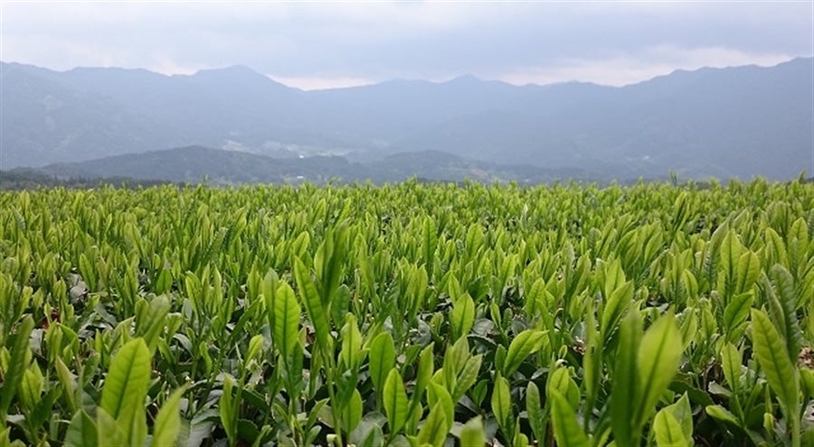 【母の日】東白川産 上煎茶とナチュラルフレーバーティー3種のセット