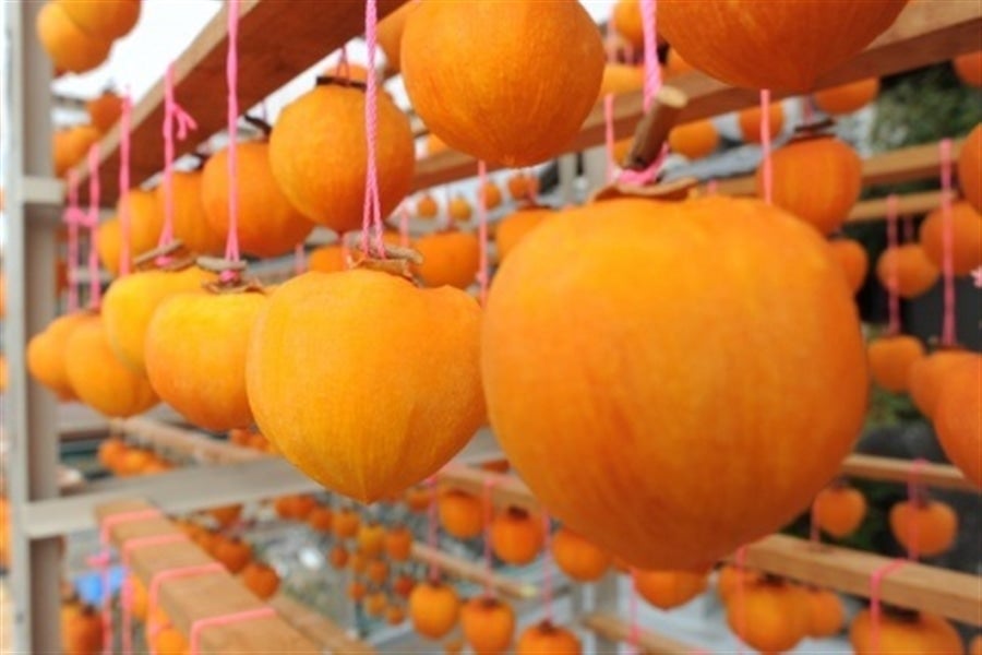 11月中旬から収穫された柿を丁寧につるします。