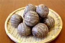 �^��ۂ�������~�󂳂Ƃ����@�ۂl�T�C�Y�@��Tkg�y�P�������E���ʌ���z