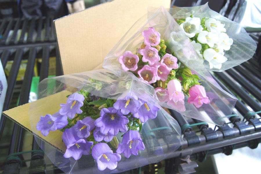 産地直送 通販 お取り寄せ2箱セット 伊豆太陽の花 カンパニュラ フウリンソウ 本 2箱 しずおか 手しお屋 ｊａタウン