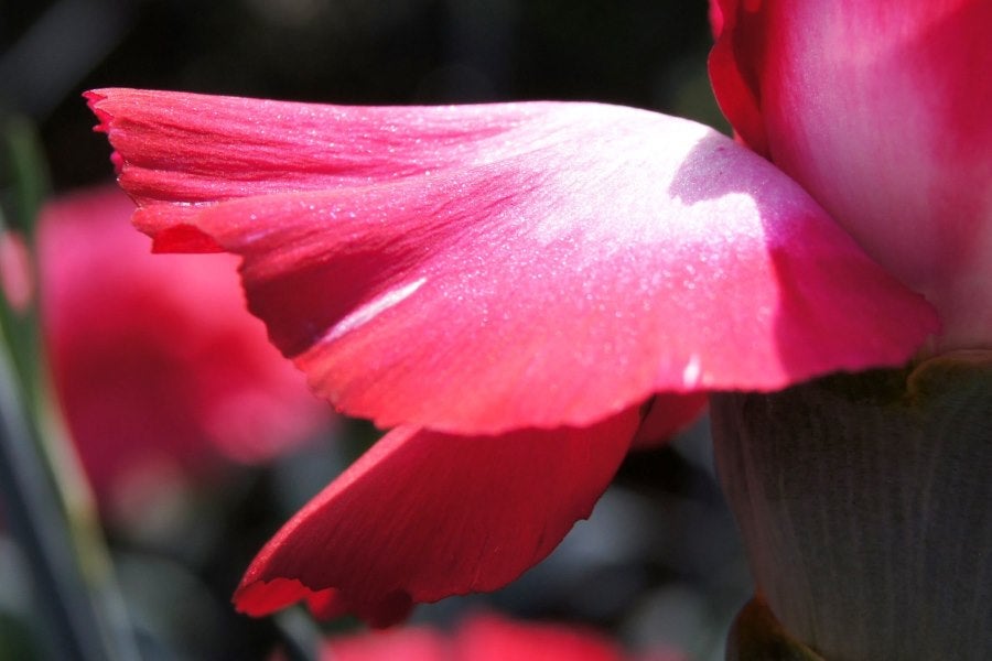 産地直送 通販 お取り寄せ伊豆太陽の花 カーネーション本 贈り物にもおススメ しずおか 手しお屋 jaタウン 産地直送 通販 お取り寄せ伊豆太陽の花 カーネーション本 贈り物にもおススメ しずおか 手しお屋 jaタウン
