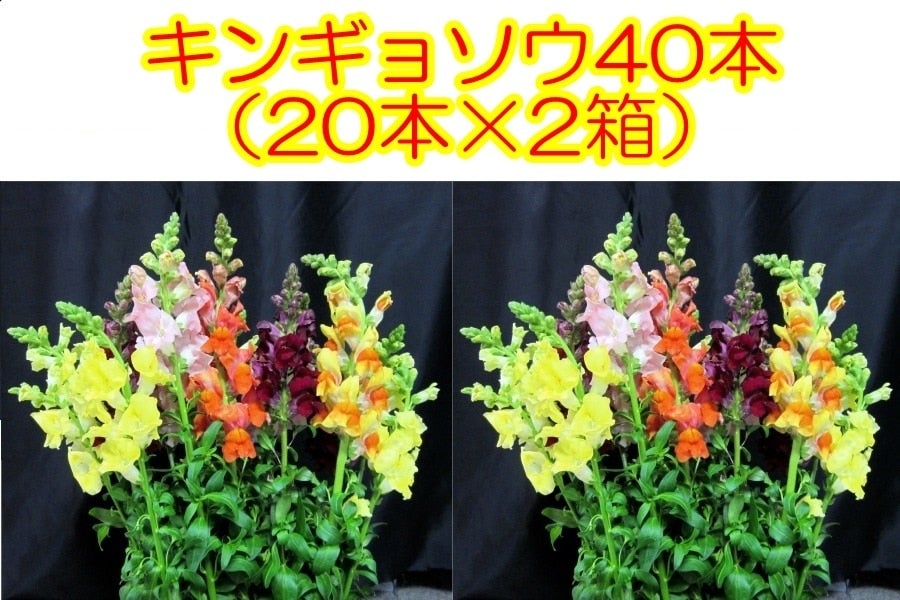 産地直送 通販 お取り寄せ2箱セット 伊豆太陽の花 スナップドラゴン キンギョソウ 本 ２箱 しずおか 手しお屋 ｊａタウン