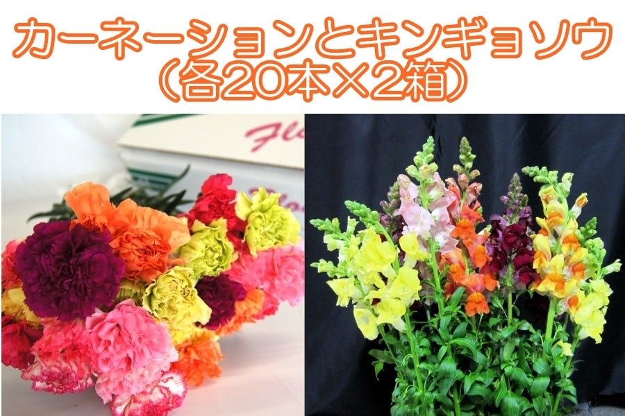 産地直送 通販 お取り寄せ伊豆太陽の花 カーネーションとスナップドラゴン キンギョソウ セット 本 2箱 しずおか 手しお屋 ｊａタウン