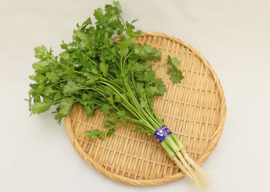 産地直送 通販 お取り寄せパクチー好きのあなたに 香菜 シャンサイ 100g 10束ja遠州中央 しずおか 手しお屋 jaタウン 産地直送 通販 お取り寄せパクチー好きのあなたに 香菜 シャンサイ 100g 10束ja遠州中央 しずおか 手しお屋 jaタウン