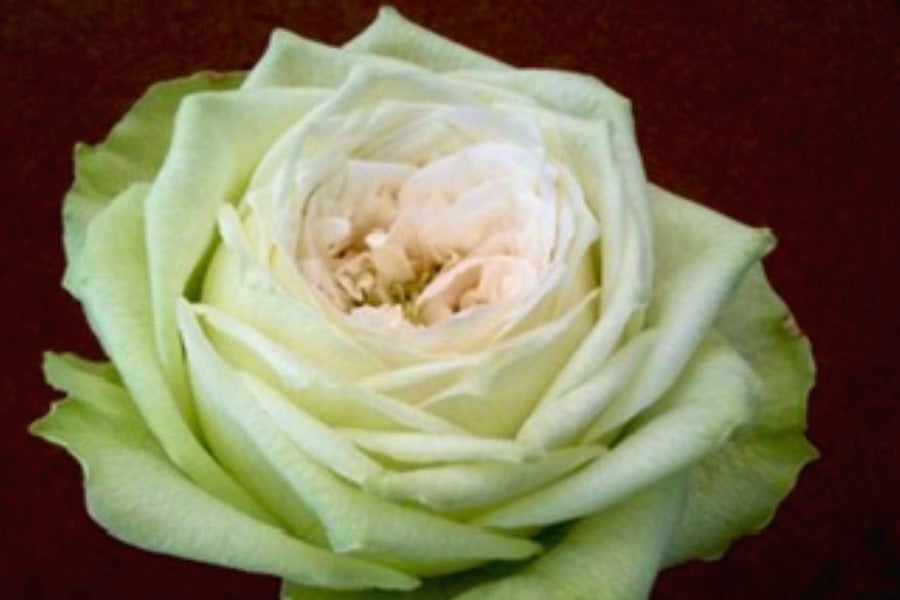 産地直送 通販 お取り寄せ伊豆太陽の花 カンガルー ポー しずおか 手しお屋 ｊａタウン