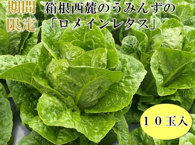 [݂̂񂸂́uC^Xv i`ӂɓ