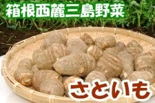 静岡県産「さといも」5kg（JAふじ伊豆）箱根西麓三島野菜
