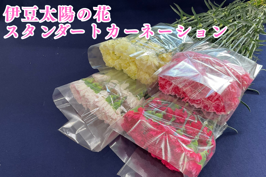 �ɓ����z�̉� �X�^���_�[�g�J�[�l�[�V�����S�F100�{�y���蕨�ɂ����X�X���z�i�`�ӂ��ɓ�