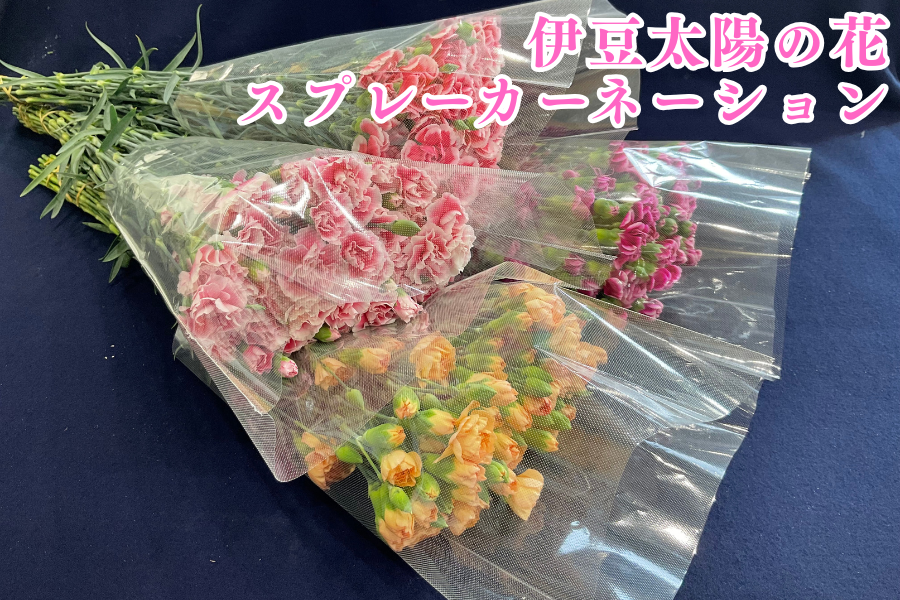 �ɓ����z�̉� �X�v���[�J�[�l�[�V�����S�F100�{�y���蕨�ɂ����X�X���z�i�`�ӂ��ɓ�