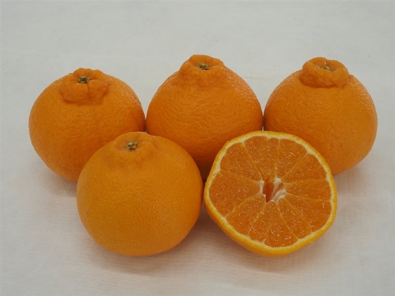 �y����z�É����i�]��o�i�u�s�m�΁i����ʂЁj�v�݂���