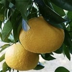 �y����z�É����i�]��o�i�u�����É�/�Éāv�݂���