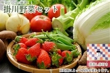 野菜ソムリエ厳選♪旬の野菜おまかせ詰合せセット　ＪＡ掛川市