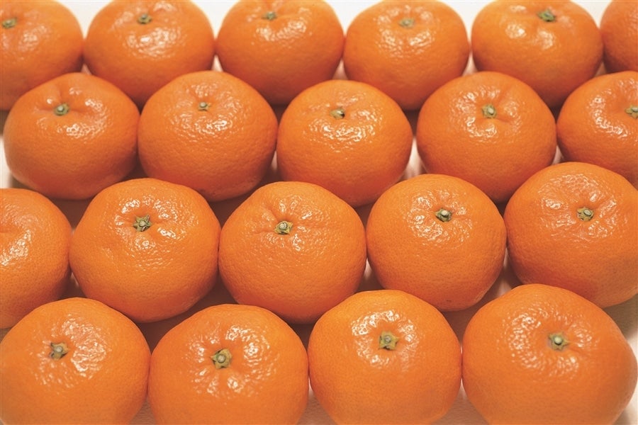 静岡生まれ!青島みかん 約9kg(順次発送予定)