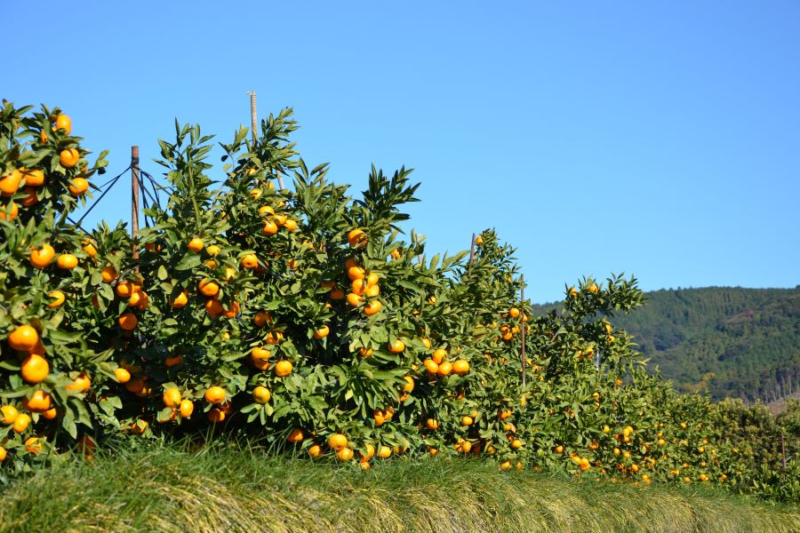 静岡生まれ!青島みかん 約9kg(順次発送予定)