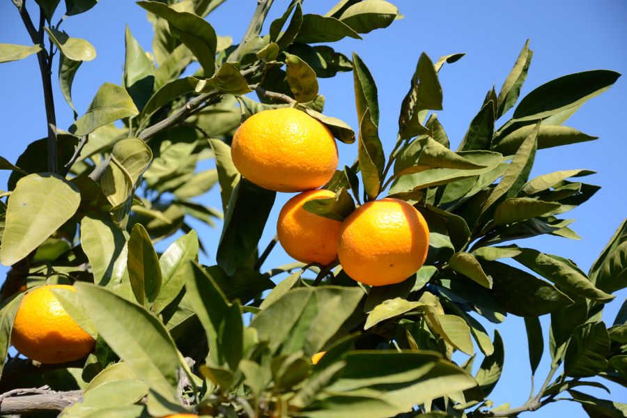 静岡生まれ!青島みかん 約9kg(順次発送予定)