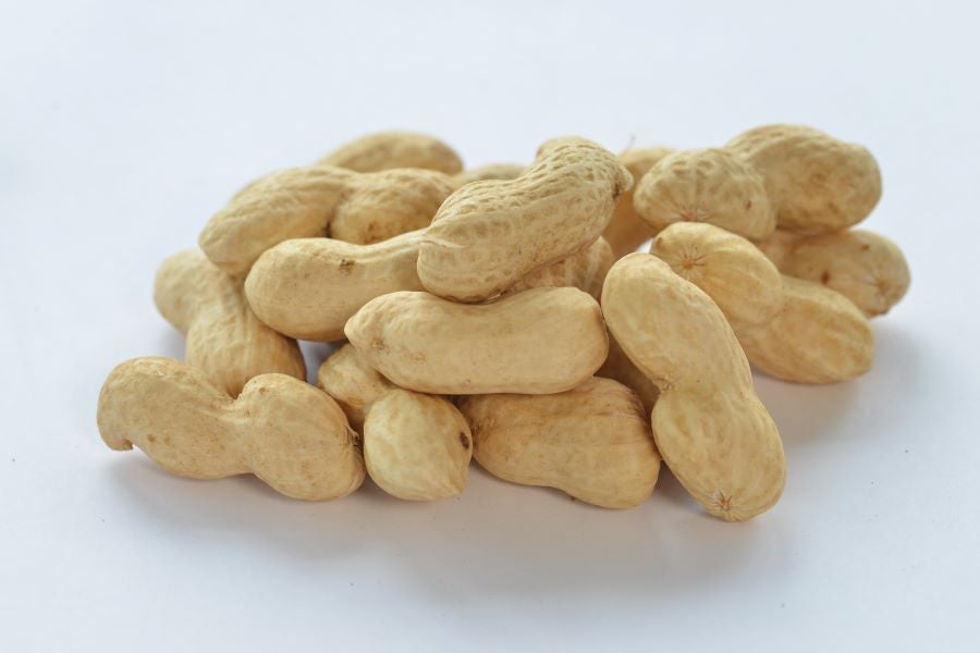 産地直送 通販 お取り寄せジャンボ生落花生 約500g×2 （８月中下旬頃～順次発送予定）: 笑顔「おいしい」のために|ＪＡタウン