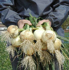 �y�V�ʔK�z�T���_�I�j�I�� ��10kg