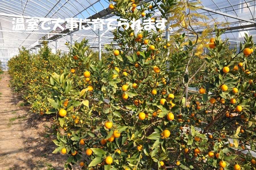 極甘キンカン こん太 3L 1s