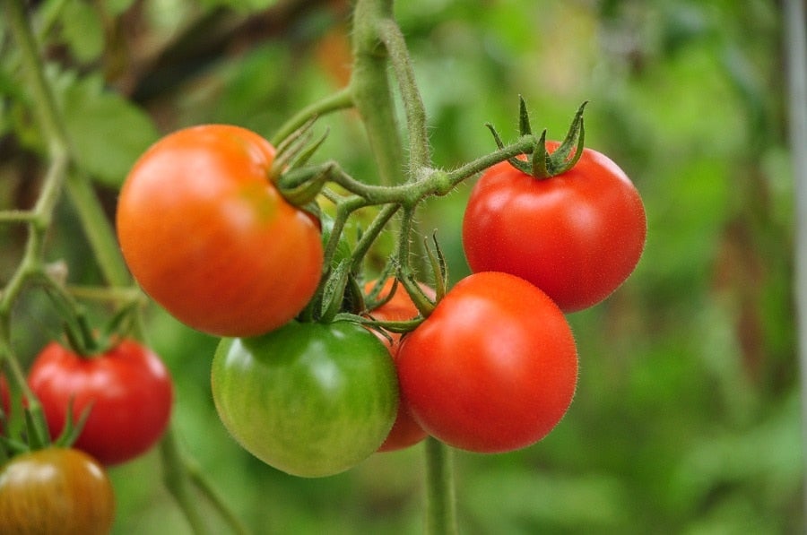 【お歳暮】静岡清水産 レッドオーレ トマト 30玉入り