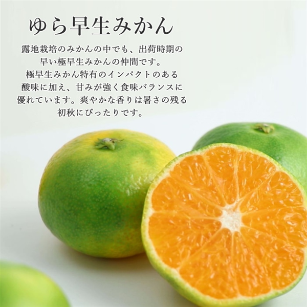 ゆら早生 Mサイズ 10㎏【10月中旬順次発送】: JAしみずアンテナ