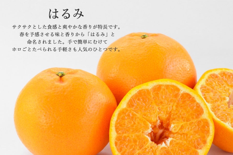予約】【2月下旬頃から3月中旬頃発送】はるみQueen(クイーン