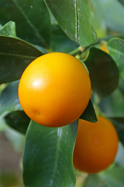 極甘キンカン こん太 2L 1s