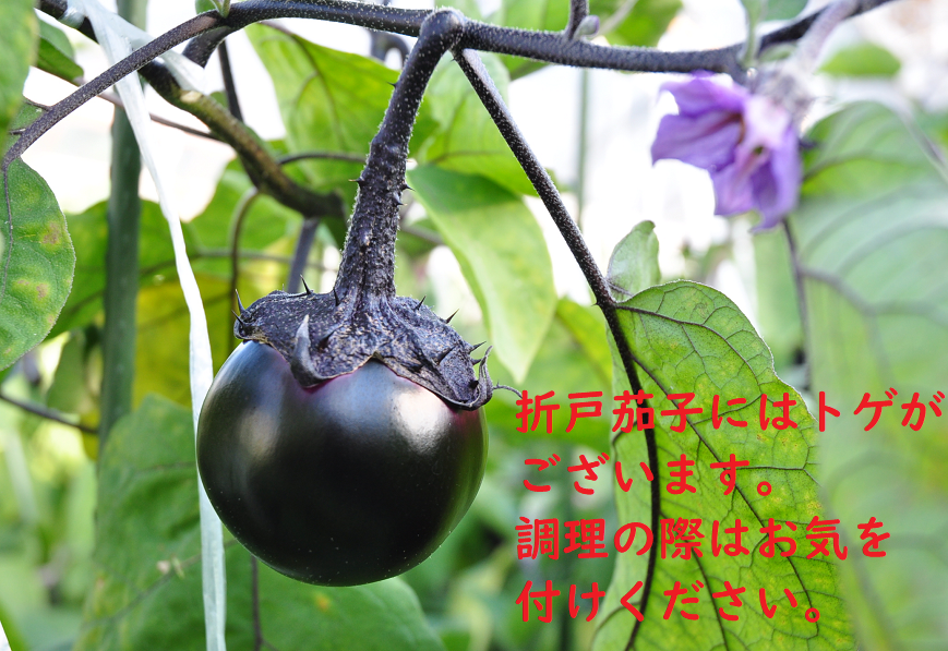 折戸なす 6玉入り: JAしみずアンテナショップきらり|【JAタウン