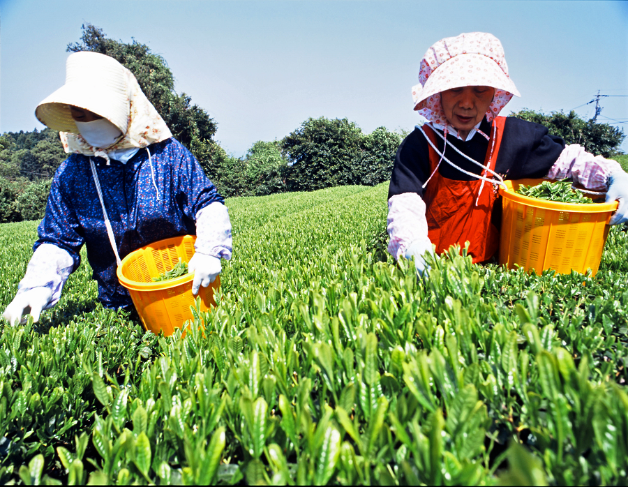 2025年静岡新茶】 幸せのお茶 まちこ ギフトセット【世界緑茶