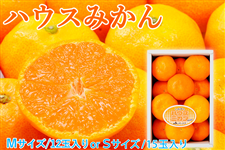 みかりん様♡2月オーダー用 お中元】【数量限定】【7月上旬から順次発送】ハウスミカンMサイズ12