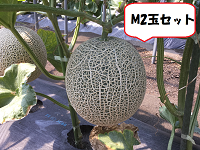 ここ　静岡アールスメロン5玉 桐箱入り】静岡県産アールスメロン（静岡県産 1.1kg以上）×1玉