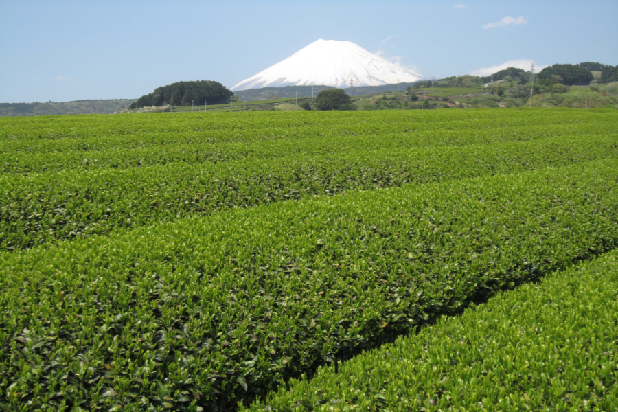 ぬまづ茶 峰(みね)