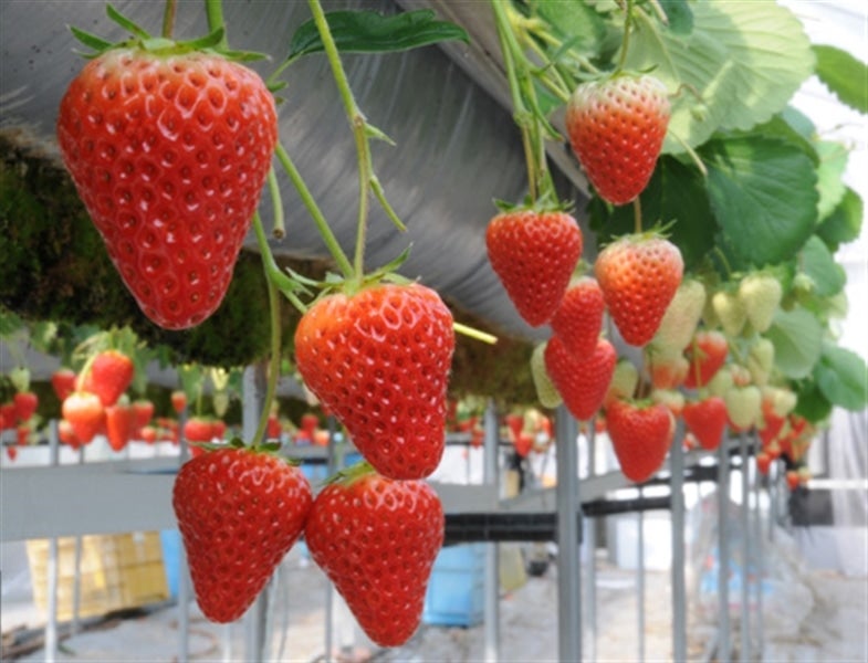 【JA静岡市】静岡いちご 紅ほっぺ DX 4パック入