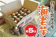 海老芋 5kg 静岡県産 磐田市 京野菜 生産量日本一