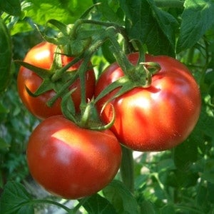 トマト☺︎ Orange Blue Tomato Seeds For Sale At Renaissance Farms.