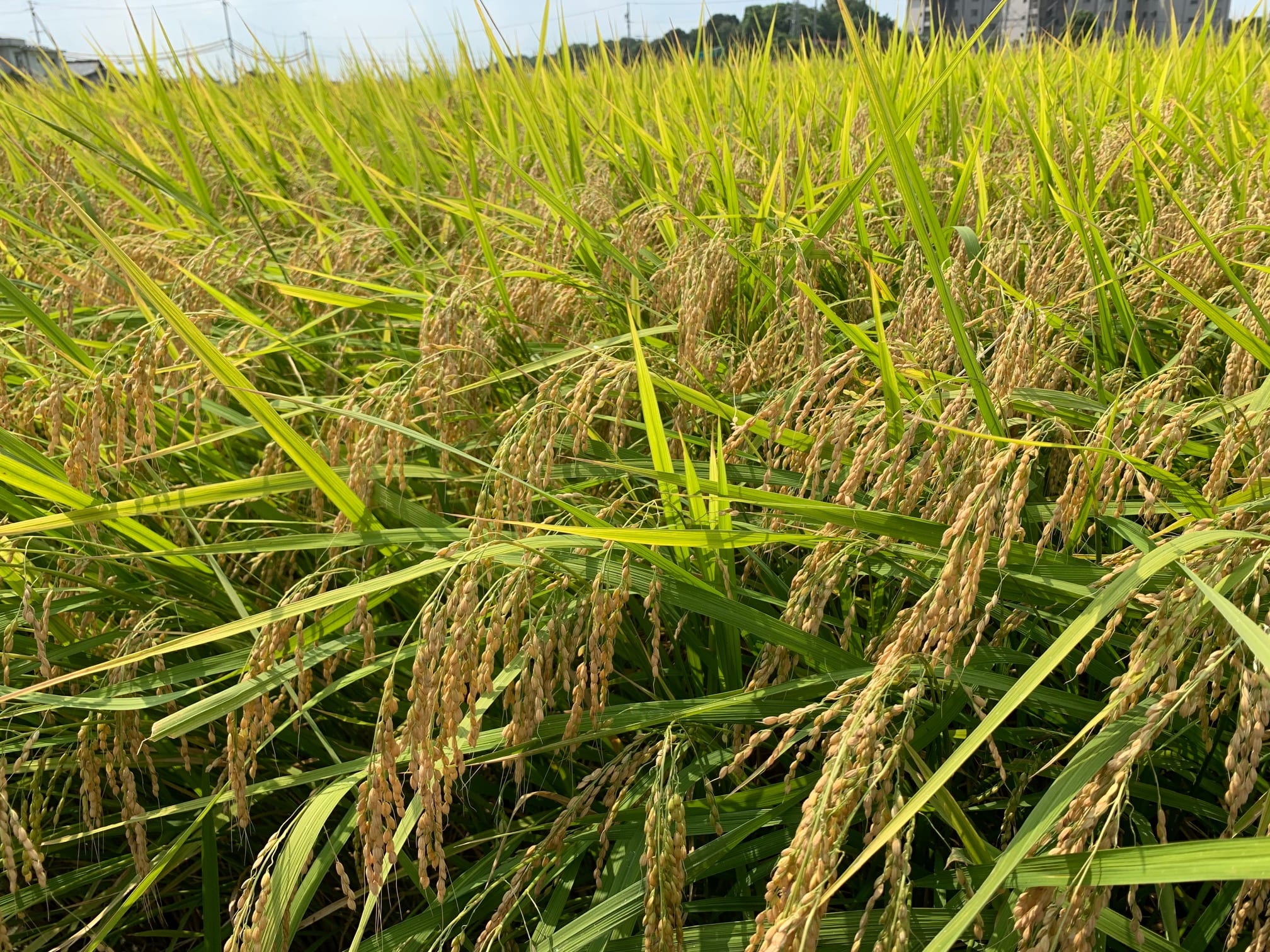 令和6年産】愛知県産ブランド米「愛ひとつぶ」無洗米（2㎏）: あいち