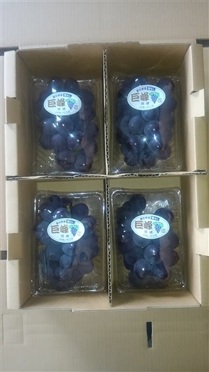 規格外だけど味は秀品以上の自信あり！！☆種なし巨峰☆8パック