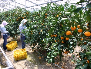 産地直送 通販 お取り寄せ蒲郡温室みかん 秀s2kg のし対応不可 あいちゴコロ jaタウン 産地直送 通販 お取り寄せ蒲郡温室みかん 秀s2kg のし対応不可 あいちゴコロ jaタウン