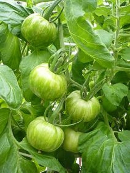★全農EC様専用★ 色鮮やか カラートマト「彩玉」 約1kg