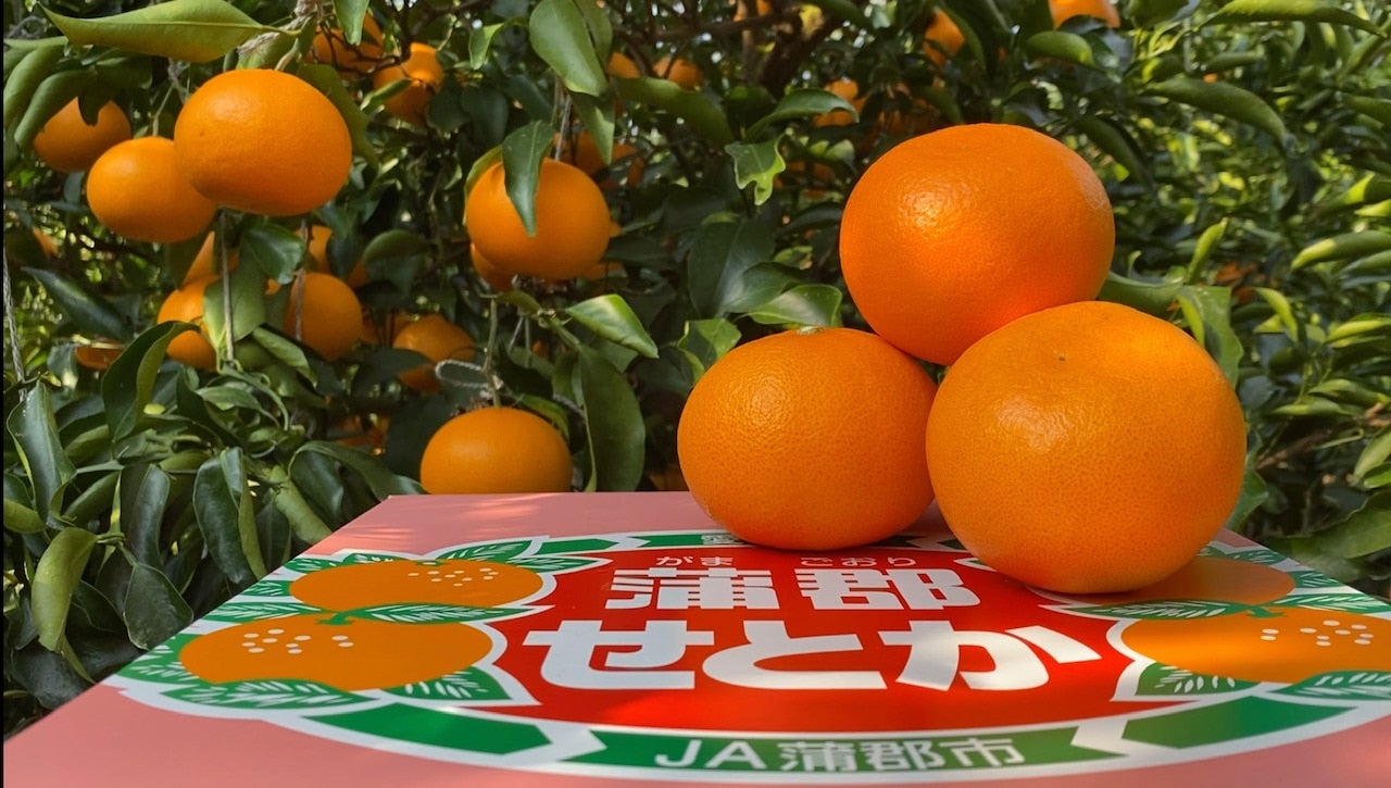 産地直送 通販 お取り寄せ蒲郡ハウス せとか あいちゴコロ ｊａタウン