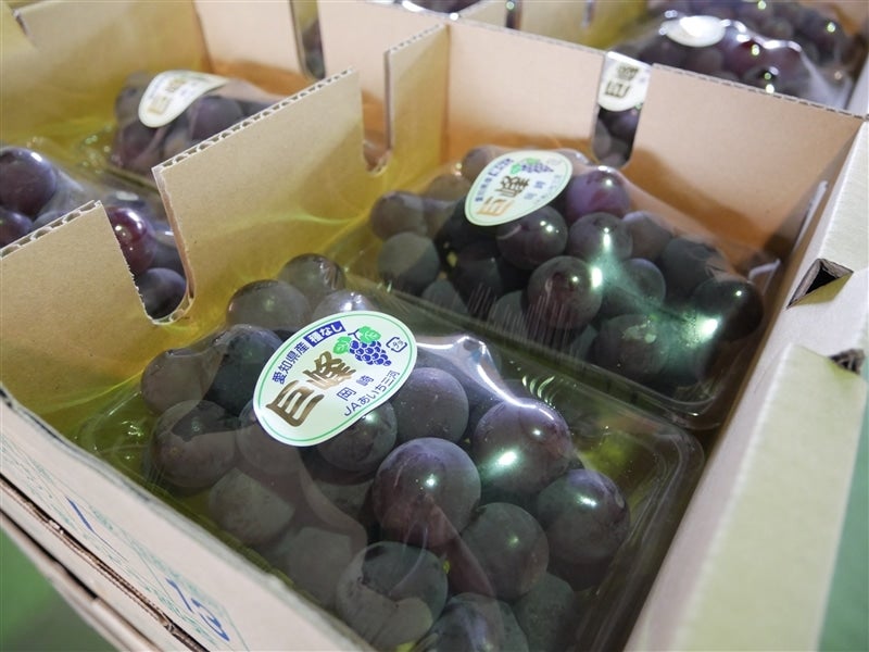 規格外だけど味は秀品以上の自信あり！！☆種なし巨峰☆8パック